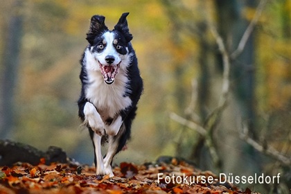 Hundefotografie bewegung
